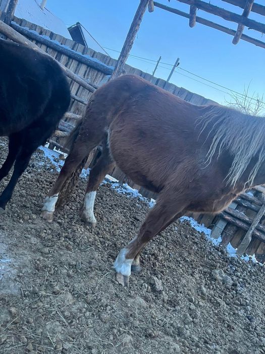 Продам лошадь ,жеребая