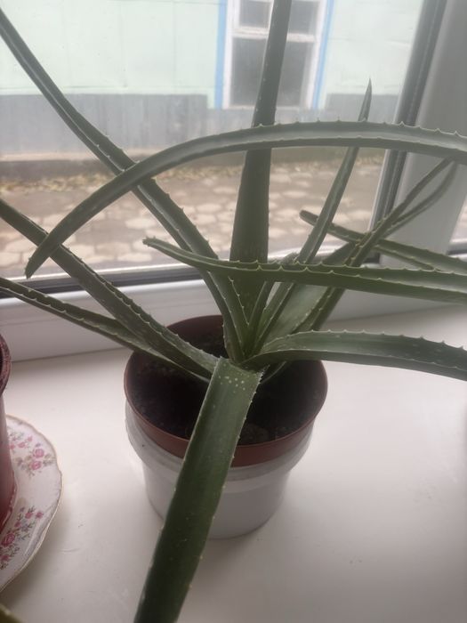 Лечебная Элое 2-3 года