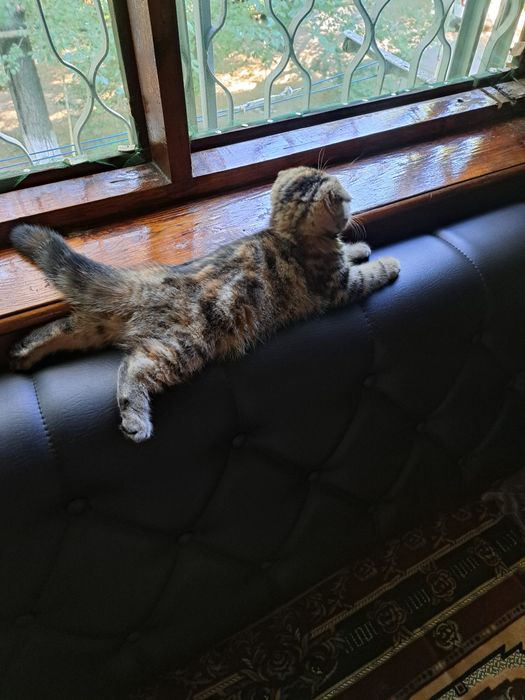 Скоттиш-Фолд девочка