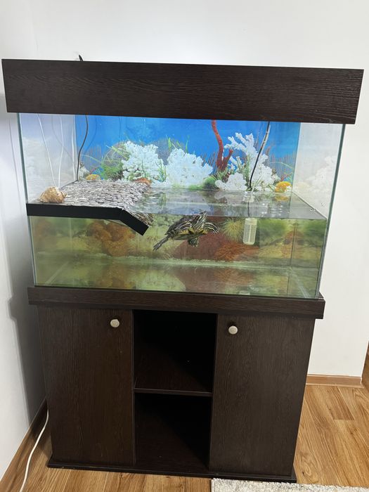 Черепаха Красноухая