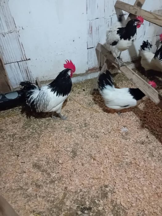 Oua găini  lakenvelder