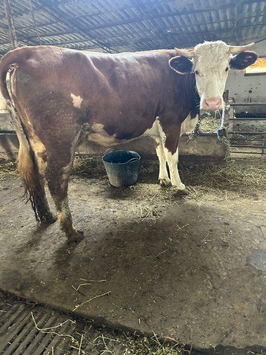 Vând vaca gestantă bălțata romaneasca