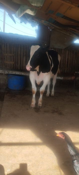 Немис бука 8 ойли буйи 120 срочно сотлади срочно сотлади пул зарил йеб