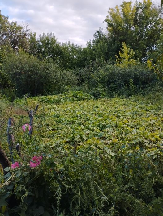 Дача Спутник  8 соток