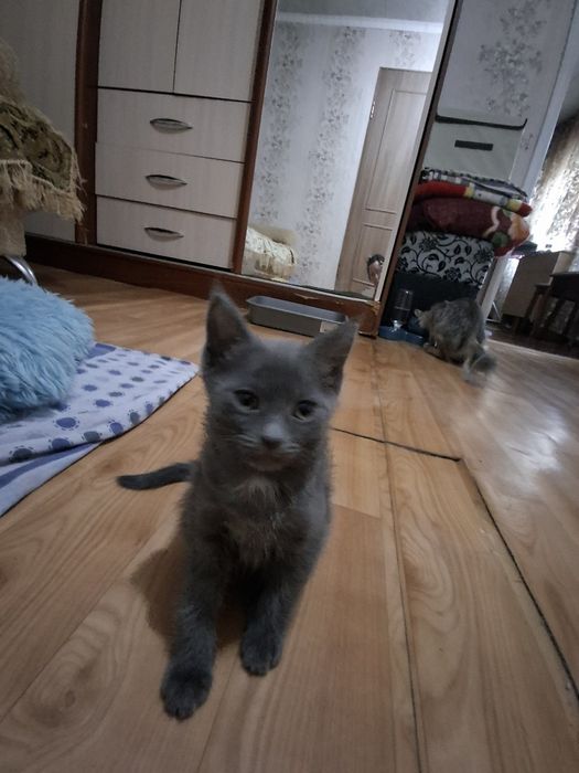 Отдам котят в добрые руки.