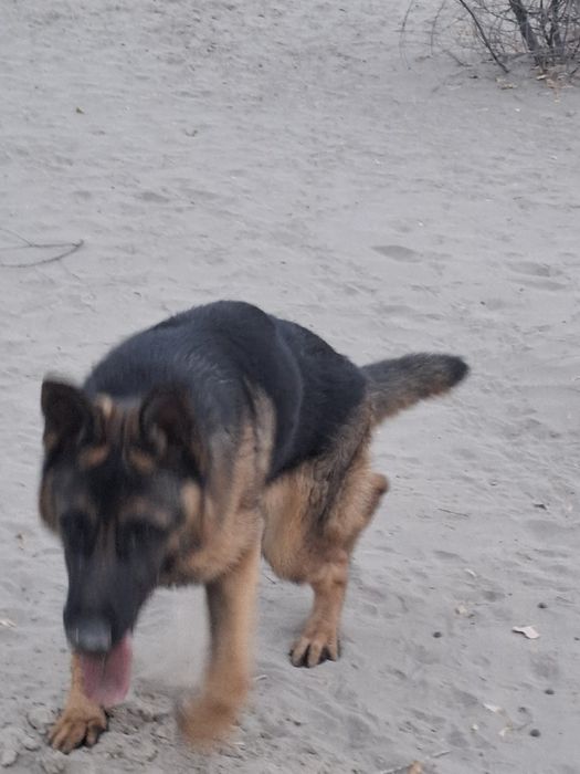 Немецкая овчарка щенок
