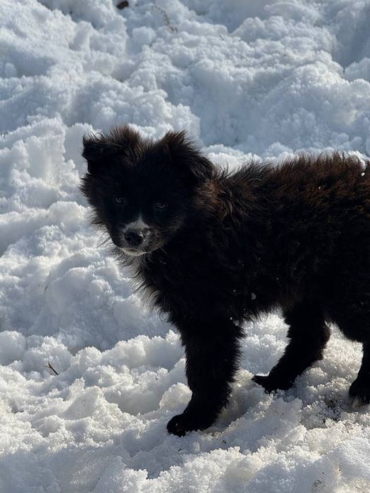 Щенята срочно ищут добрые руки