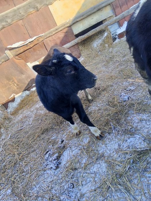 Продам 2х телочек