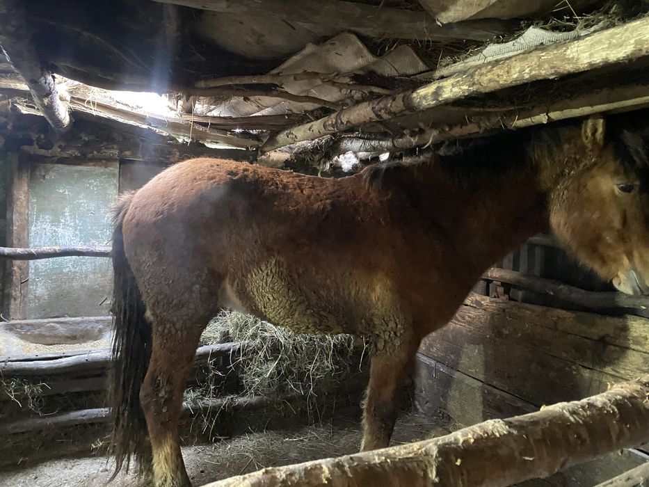 Продам дөнен , құнан , байтал