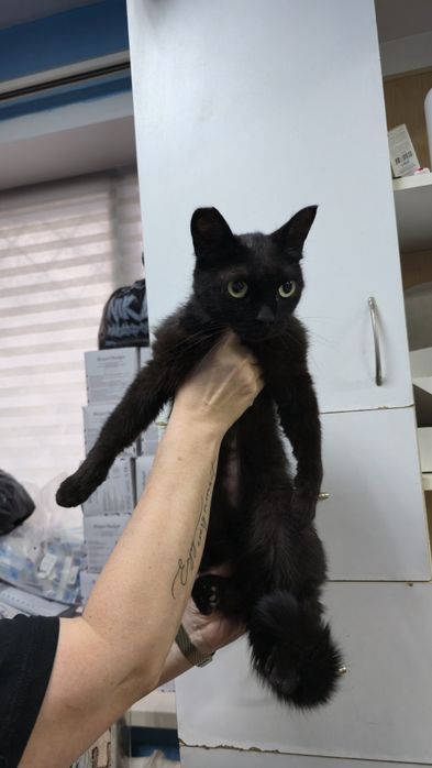 Пристраивается кошка