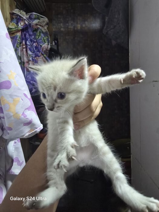 Красивые котята бесплатно!!!
