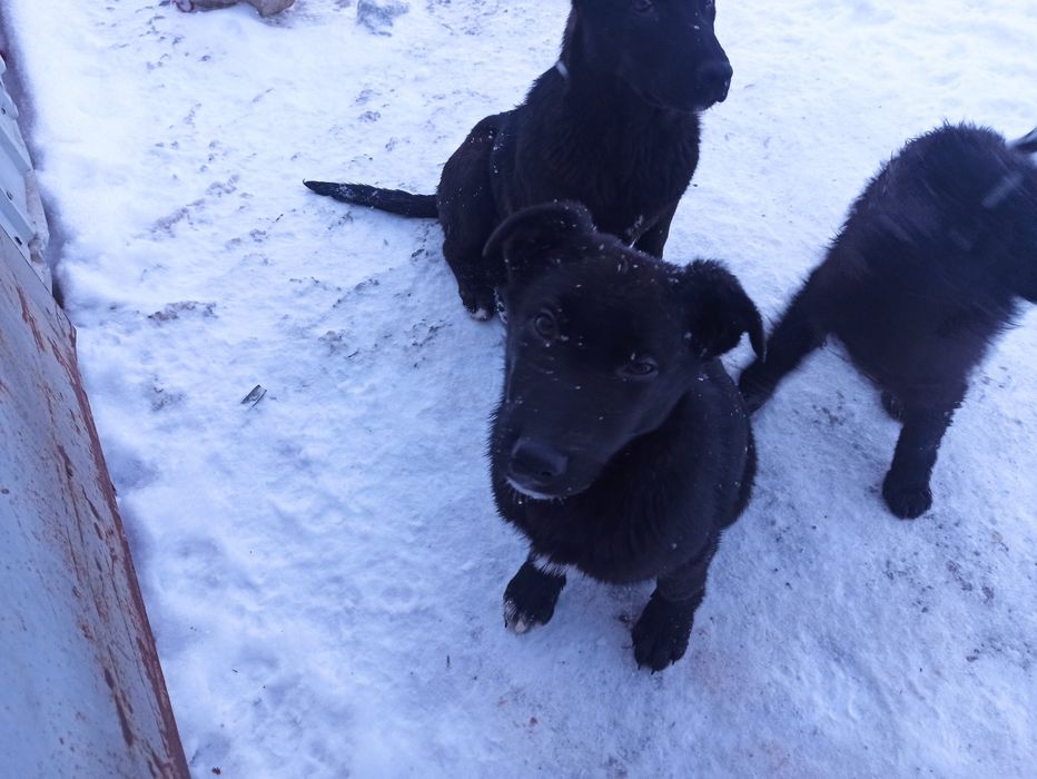 Отдам бесплатно 3 щенков