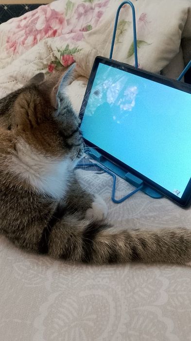 Кот  и котёнок  рыжий