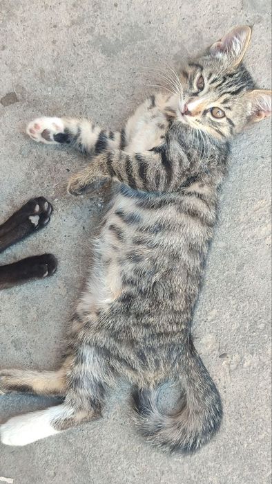 3 ta mushuk bolasi dostafka tekin