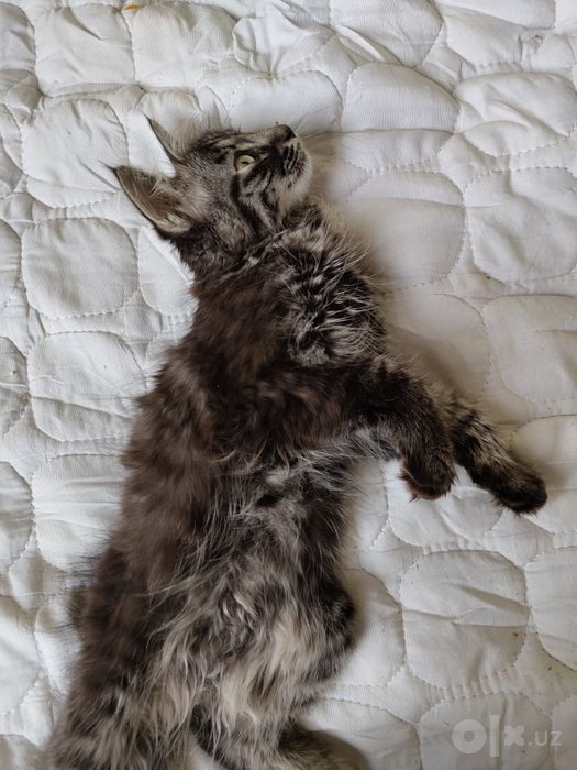 Котенок бесплатно в добрые руки