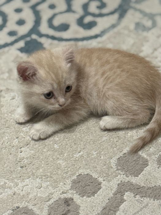 Отдам в хорошие руки котенка