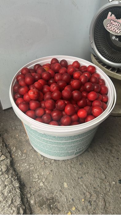 Продам сладкую сливу