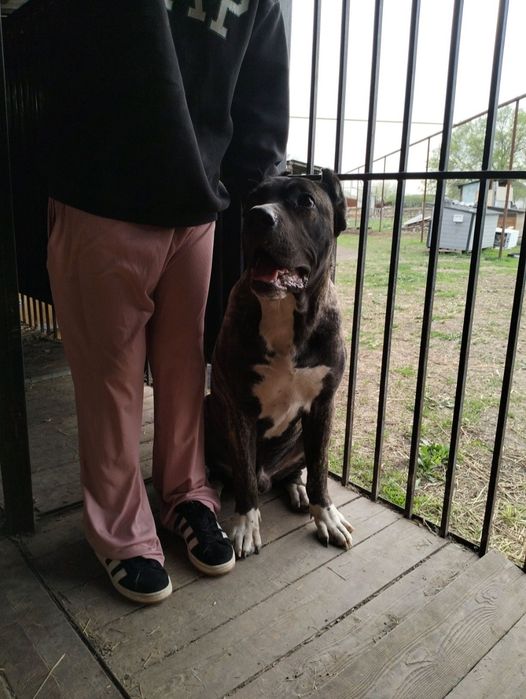 Статный Итальянский Кане-Корсо ( 9-мес) Мальчик