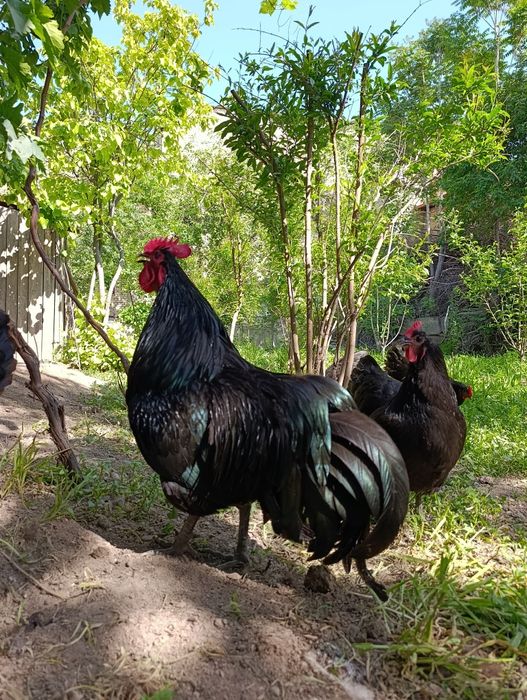 Австролорп зотли гўшт ва тухум йўналишидаги товуқ жўжалари сотилади