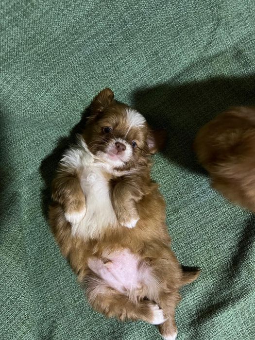 Pechinez 6 saptamani cauta familie iubitoare