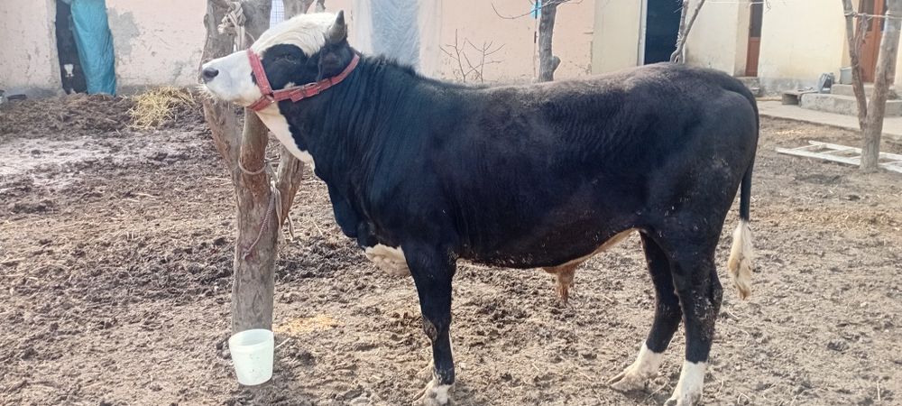 Novos Hokiz sotiladi