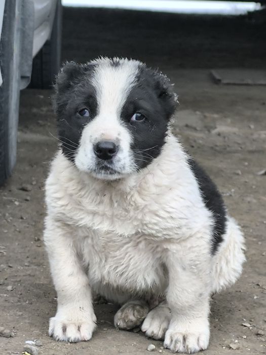 Щенки казахского тобета