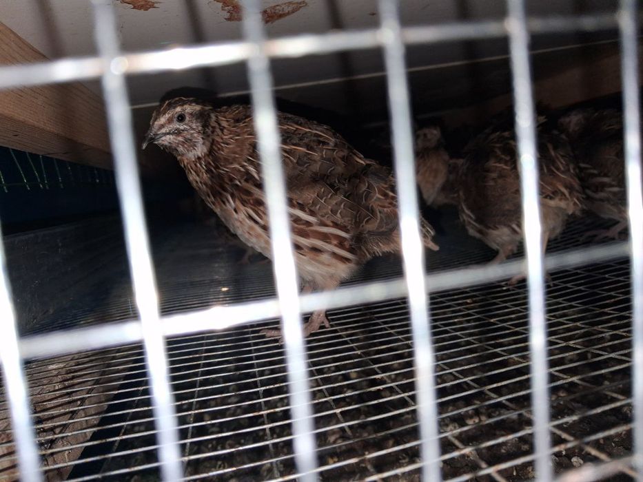 Бедана япон манжор