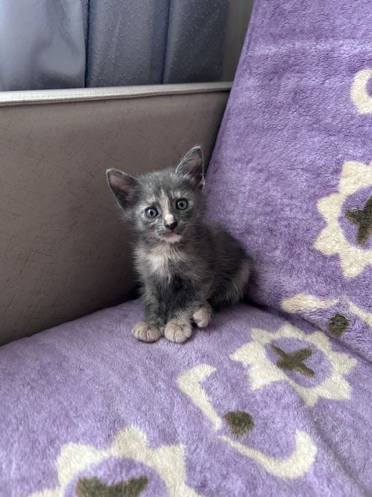 Отдам кошечку рождена 5 марта