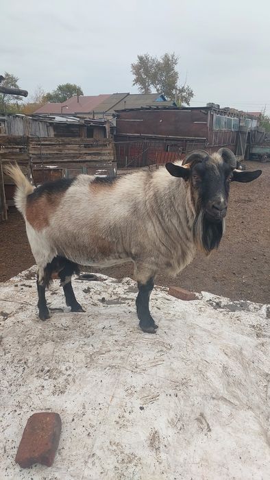 Продам породистого козла