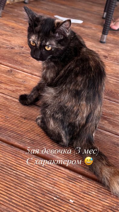 Отдаем котят бесплатно, 3 месяца
