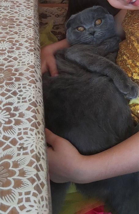 Шотландский скотиш фолд zoti toza