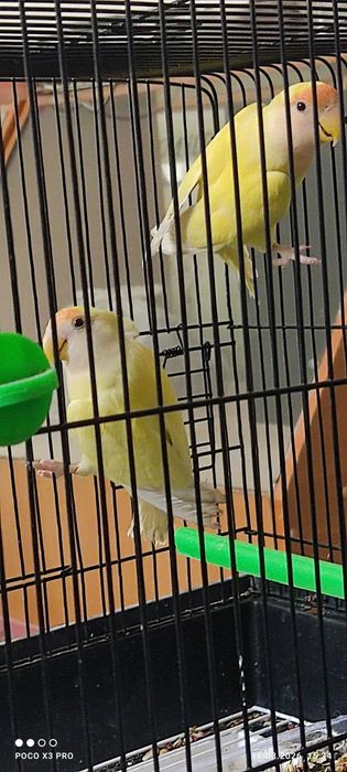 Неразлучные попугаи