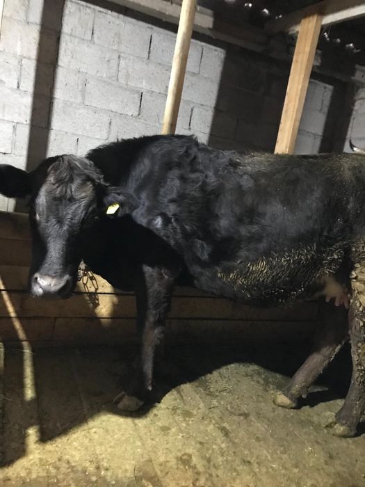 Продается первотелка