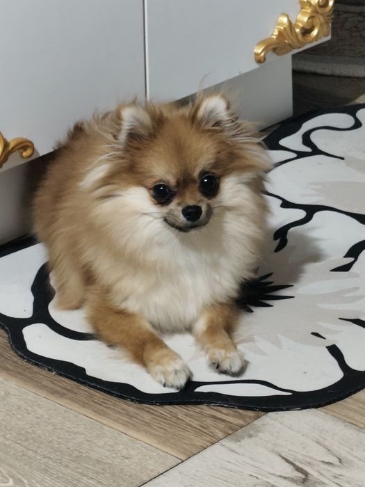 Женска мини пумеран