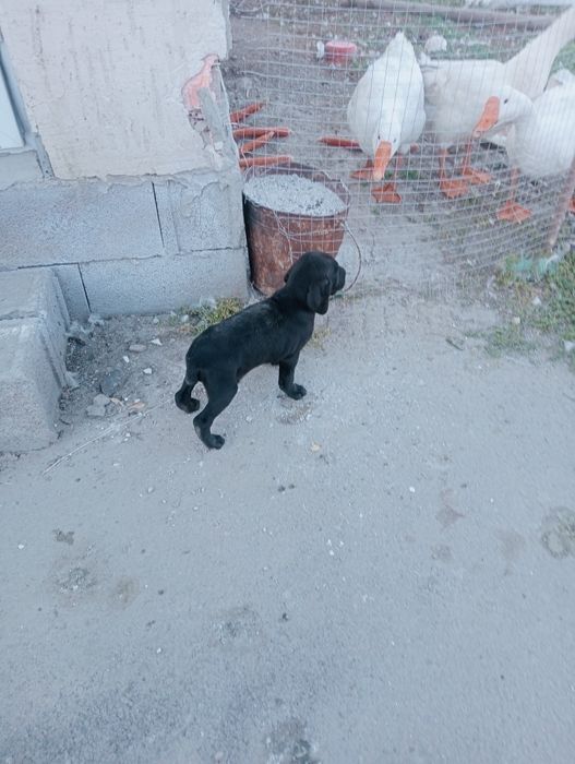 Продам щенка куцкара