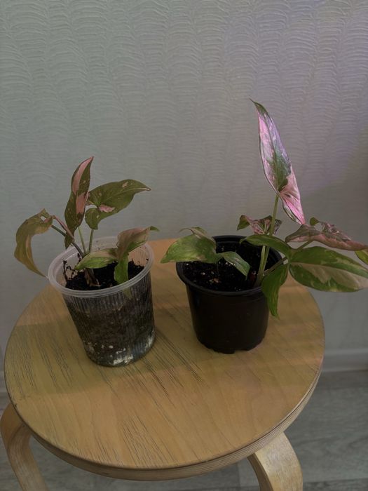 Продам комнатные цветы