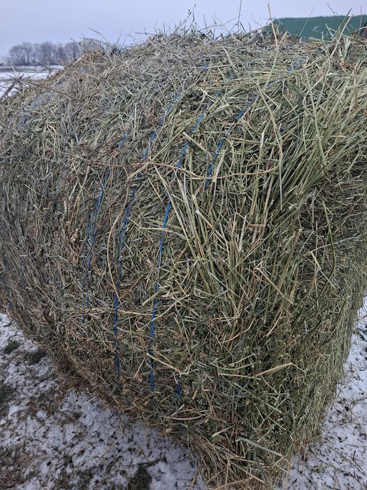 Baloți de lucernă uscată,înfoliată,de fân și baloți de paie de vânzare