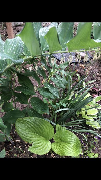 Продам садовые цветы (Байсерке)