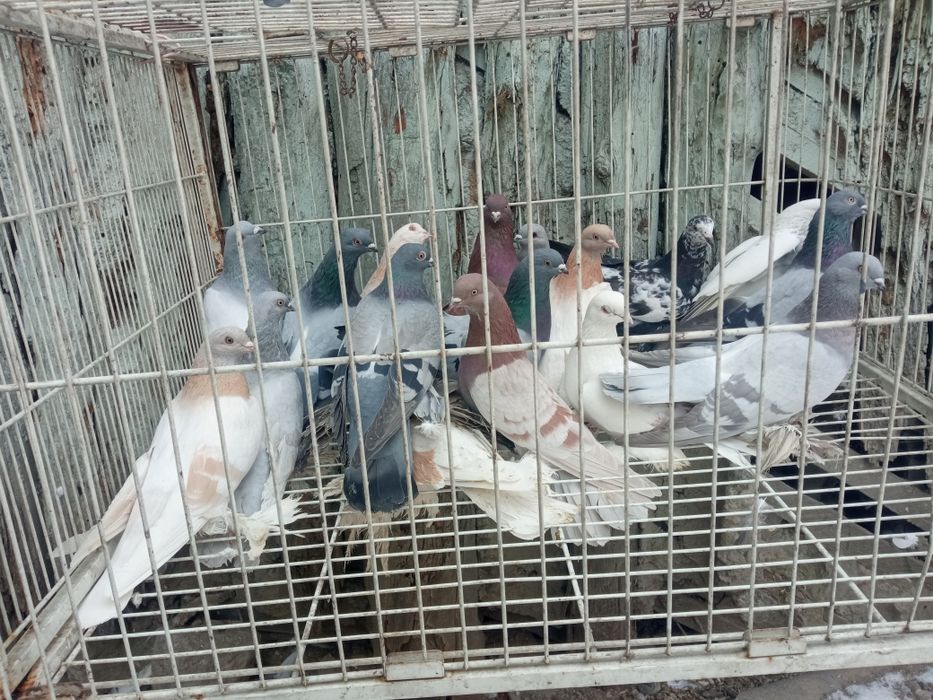 Голуби голуби голуби