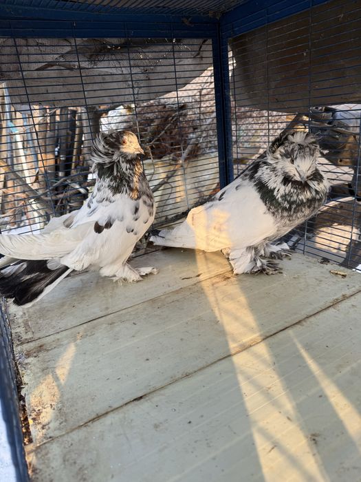 Uriasi maghiari perfecti sanatosi