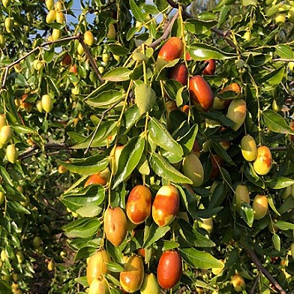 Kaki, Rodiu, Smochin, kiwi, Curmal Chinezesc, Corn