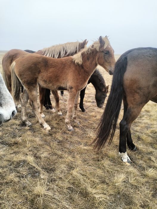 Продам жеребят от орловского жеребца