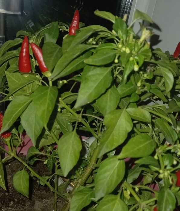 Продам декоративный, острый перец Чили