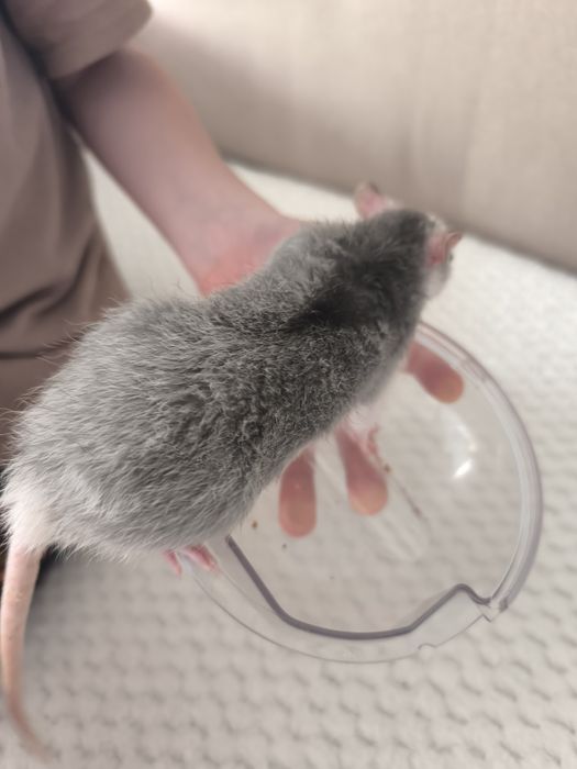 Продам крыс. Чистые ухоженные.