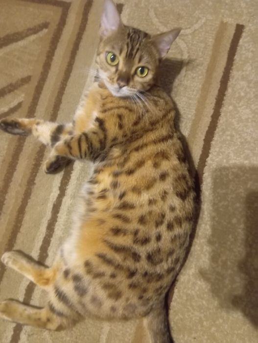 Продам бенгальская кошка