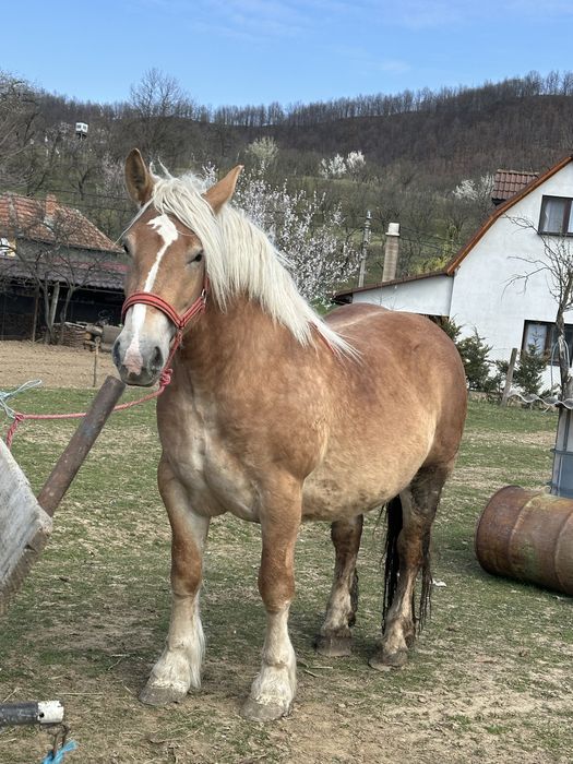 Vand manza de 3 ani gestanta