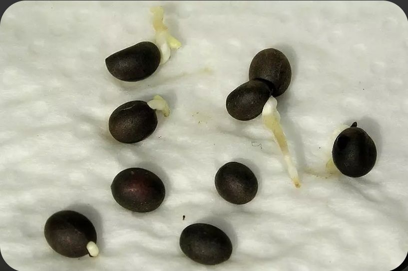 Пальма Вашингтония из Турции