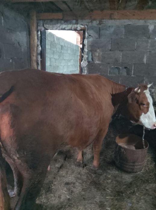 Vând  vaca fatata de 4 luni