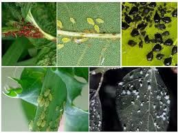 Богбон Садовник дезинфекция деревьев растения сада огорода.