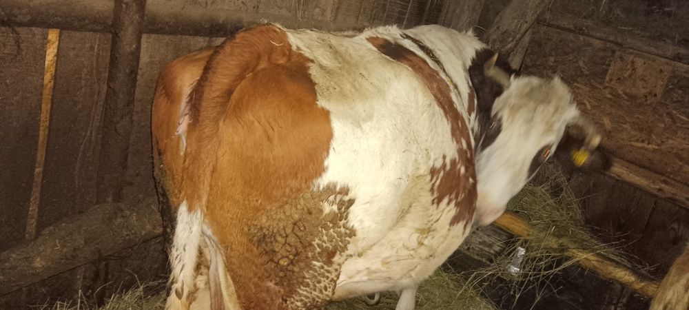 Vaca.                     .